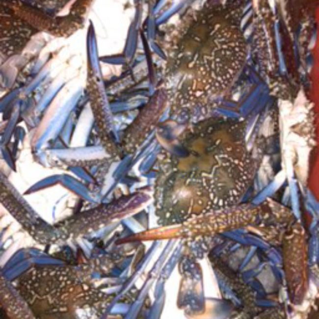 BLUE SWIMMING CRAB