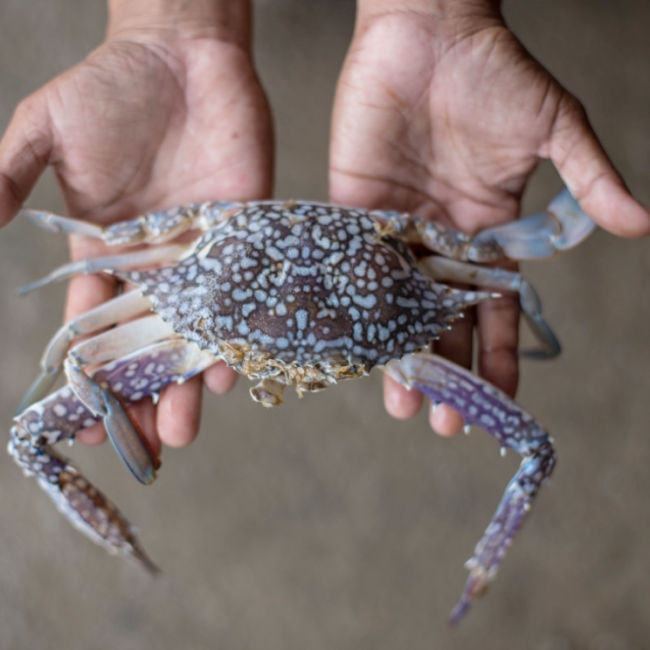 BLUE SWIMMING CRAB