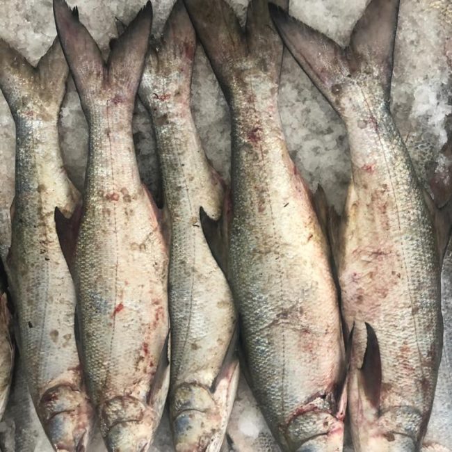 FOUR FINGER THREAD FIN BREAM