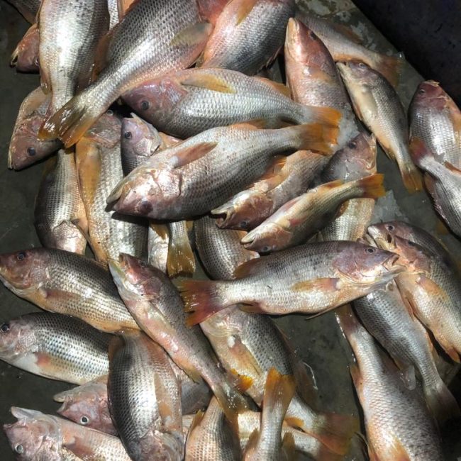 JOHN SNAPPER - WHITE SNAPPER