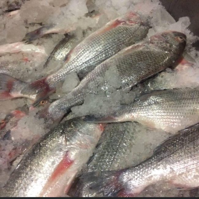 SILVER SEA BREAM - SUBAITI