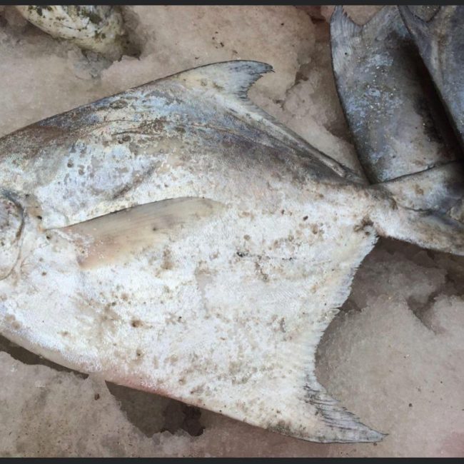 WHITE POMFRET - SILVER POMFRET
