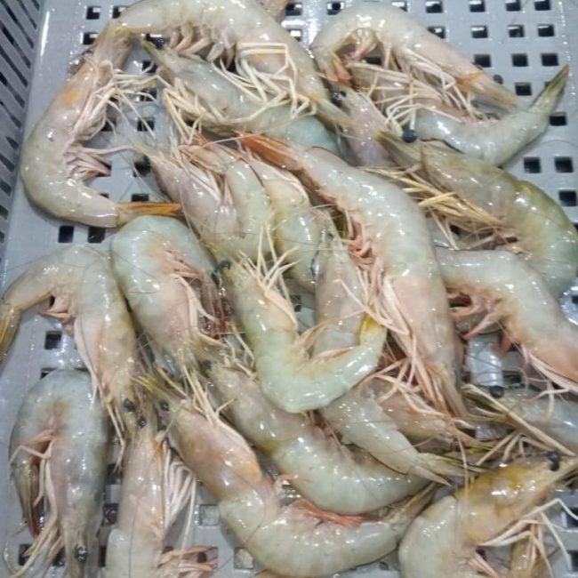 WHITE SHRIMPS