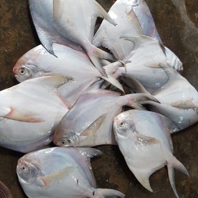 WHITE POMFRET